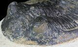 Bargain, Hollardops Trilobite - Visible Eye Facets #68610-5